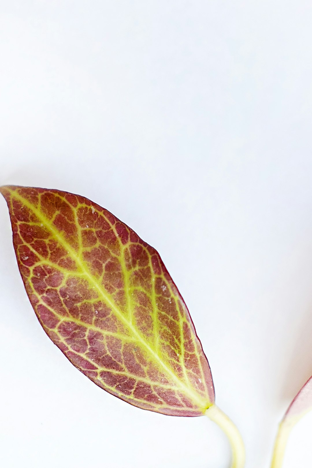 green leaf on white surface