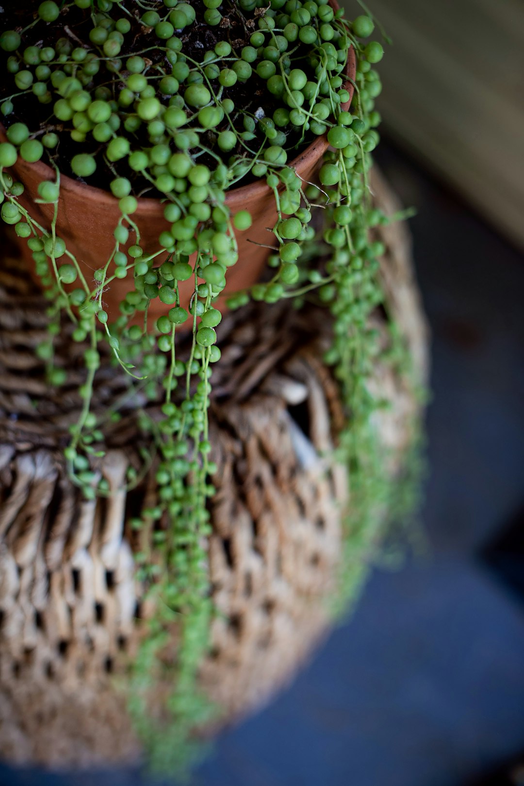 green and brown rope with brown rope