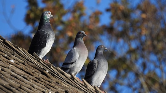 gray and white bird on brown tree trunk during daytime in Christchurch New Zealand