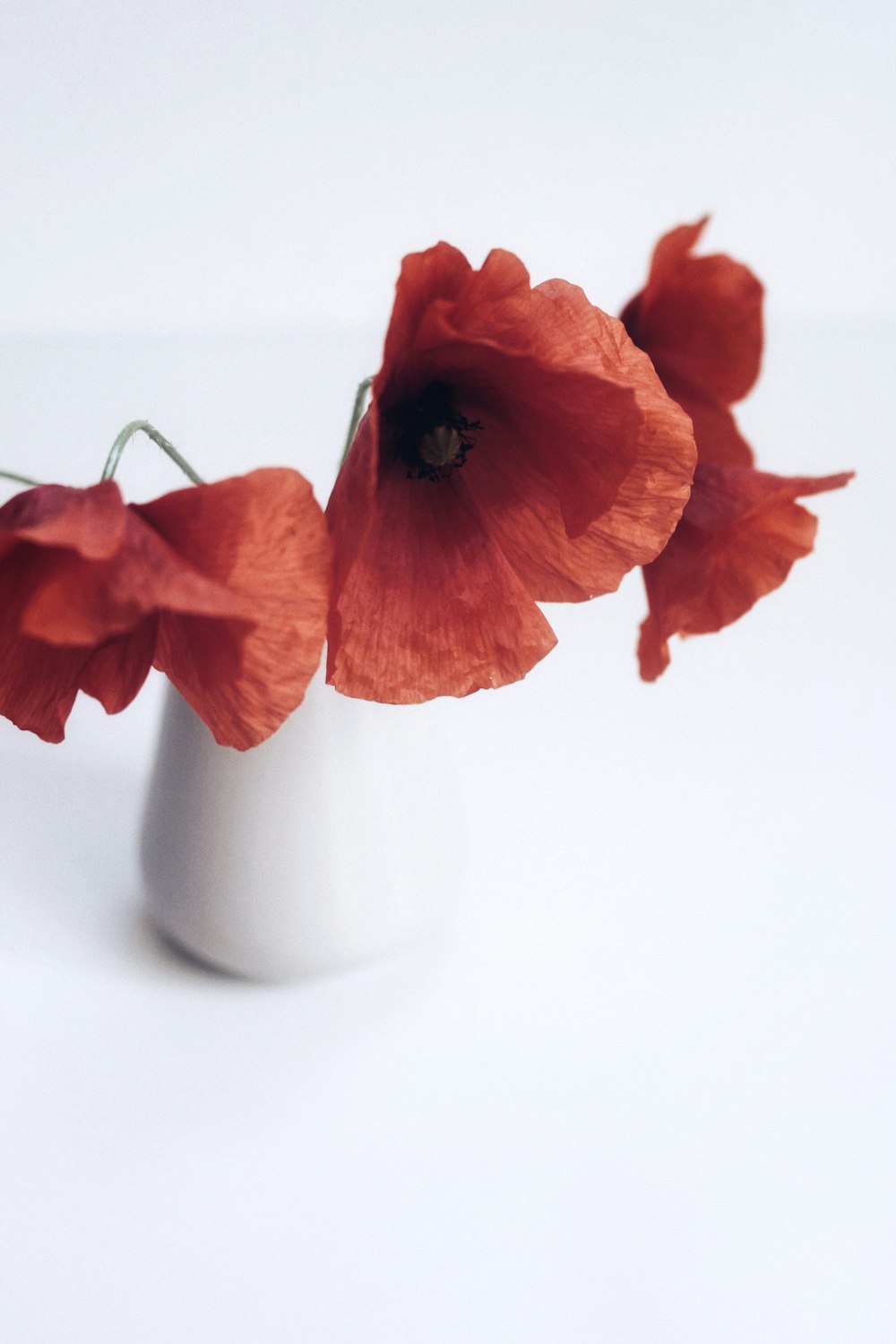 orange flower in white ceramic vase