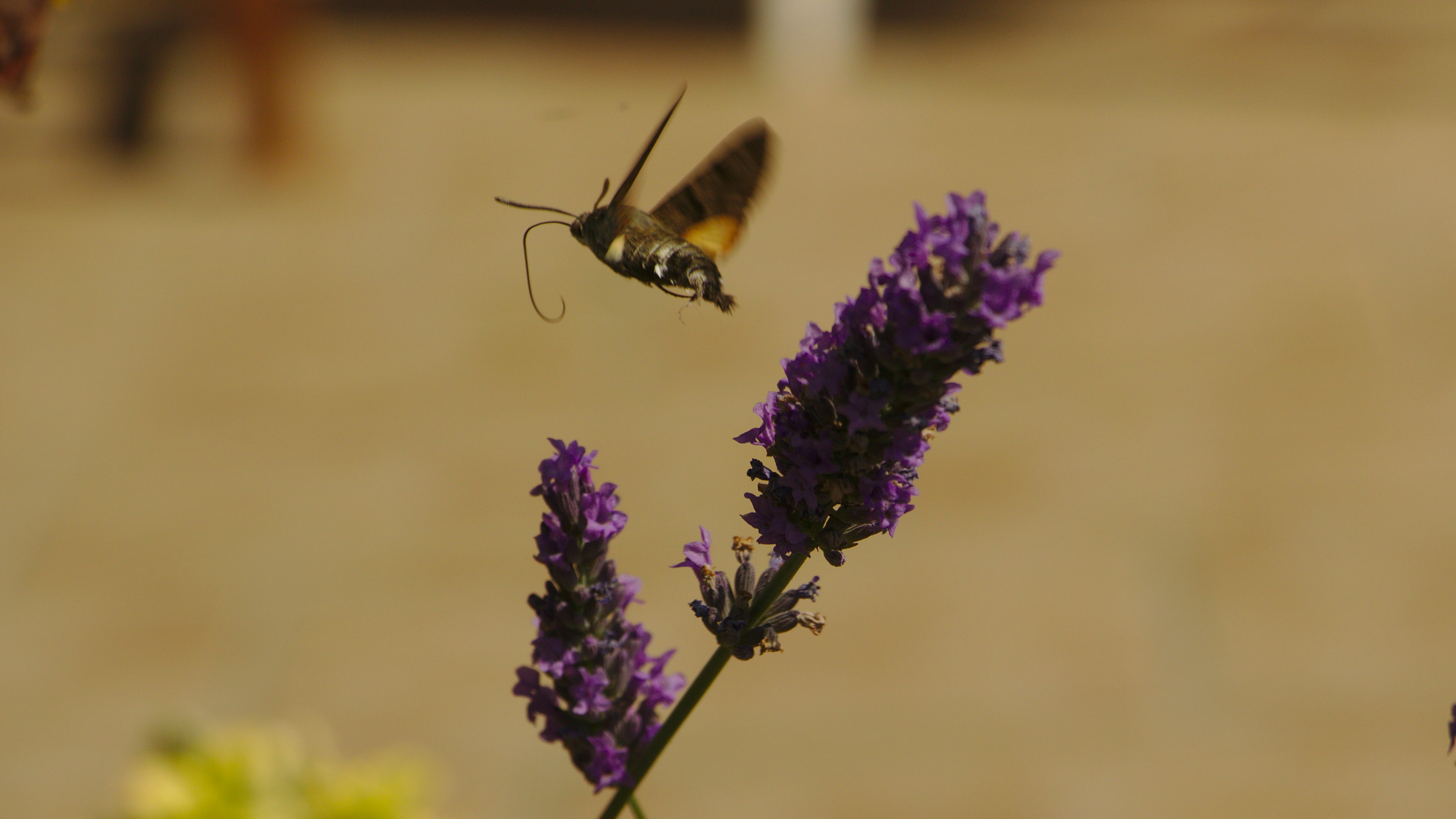 Photo by gilmat