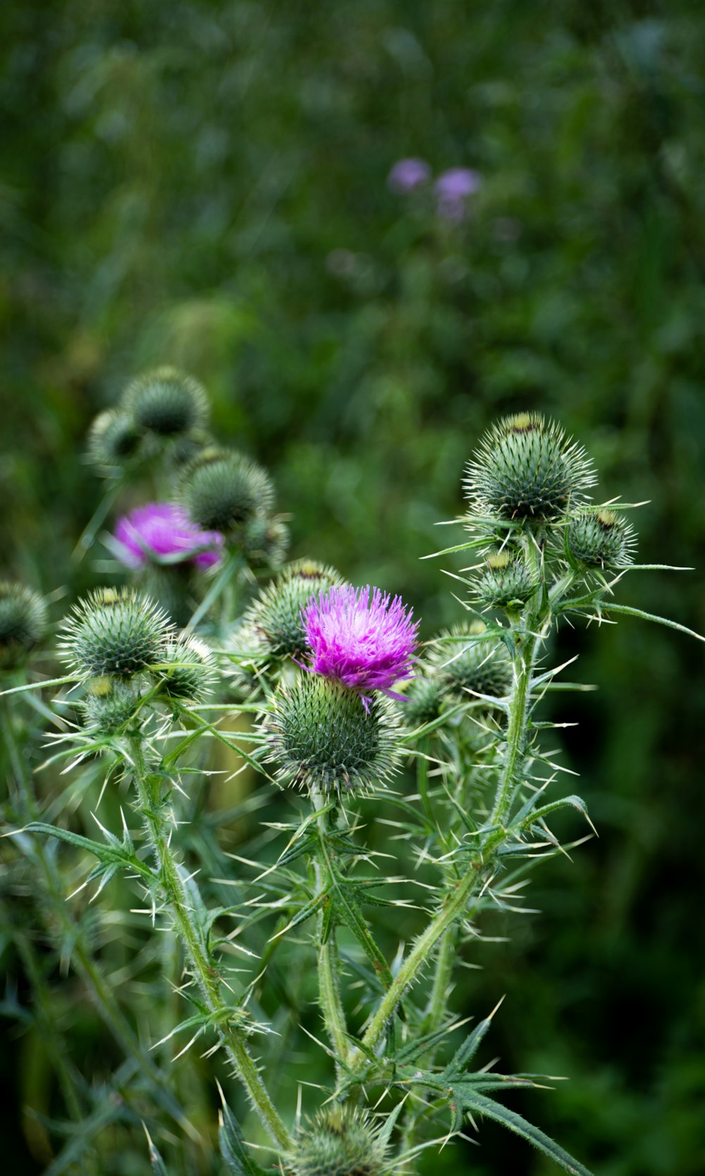 purple flower in tilt shift lens