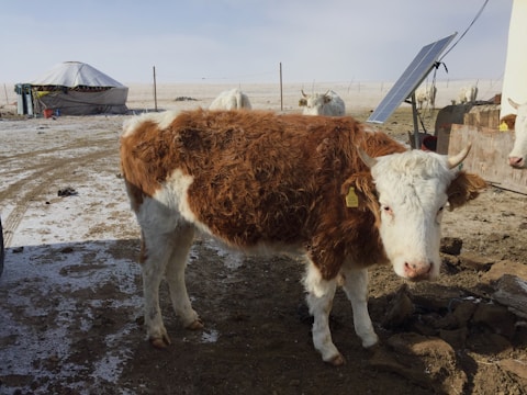 A brown and white cow stands in a snowy landscape. Nearby, there are more cows, a circular yurt, a solar panel, and some small structures, possibly shacks. The ground is lightly covered with snow, indicating a cold, rural setting.