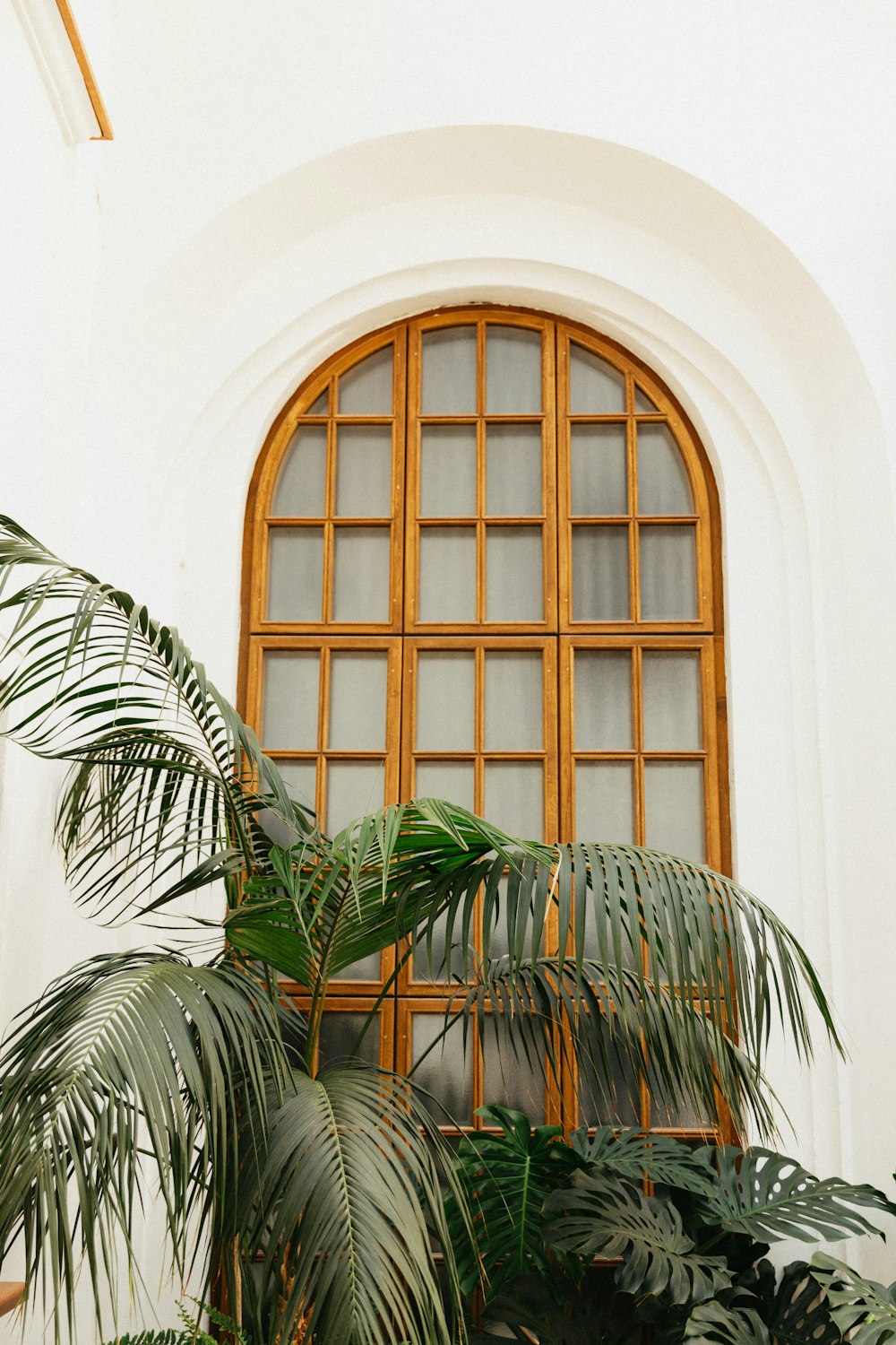 pianta di palma verde accanto alla finestra di vetro incorniciata in legno marrone