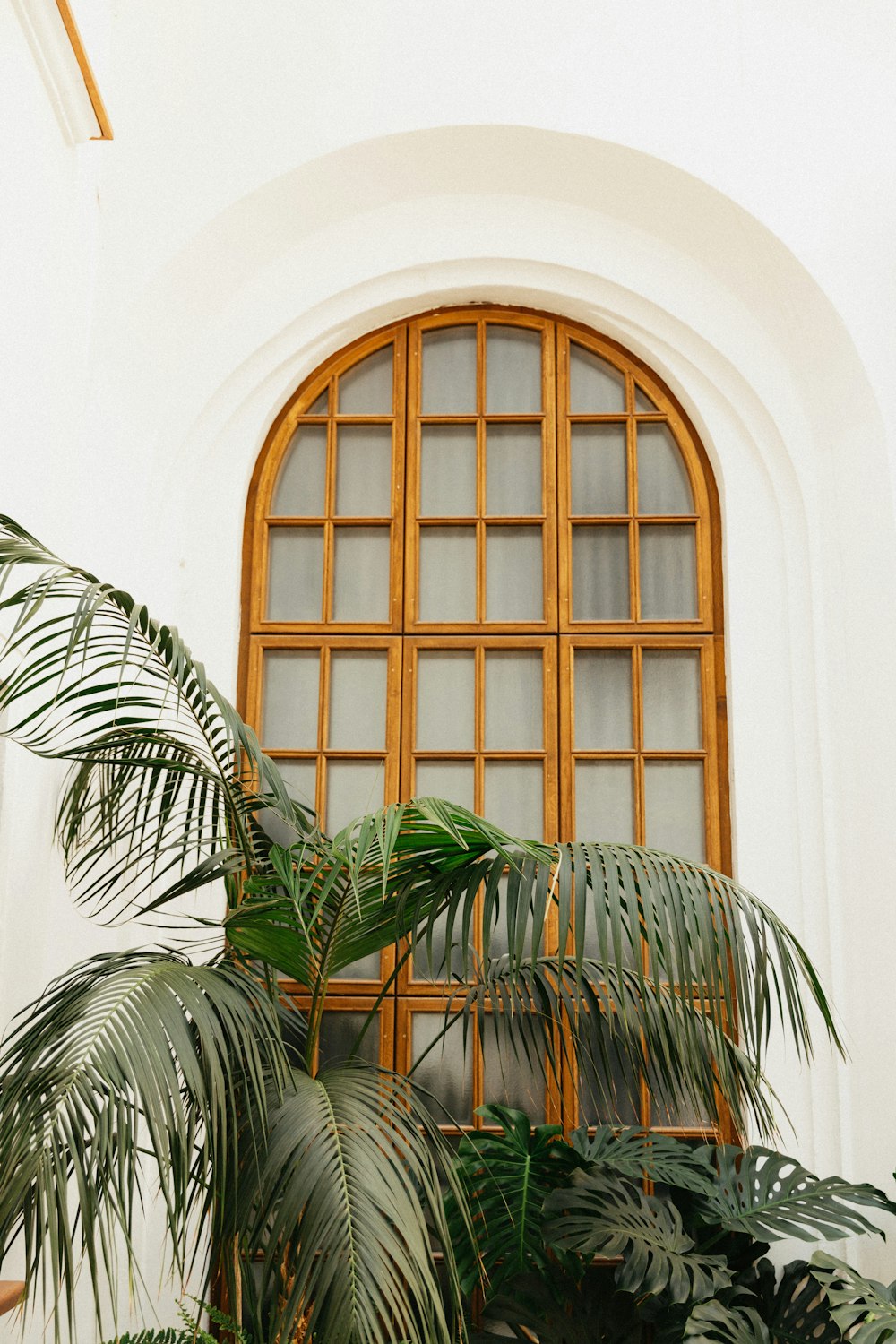 green palm plant beside brown wooden framed glass window