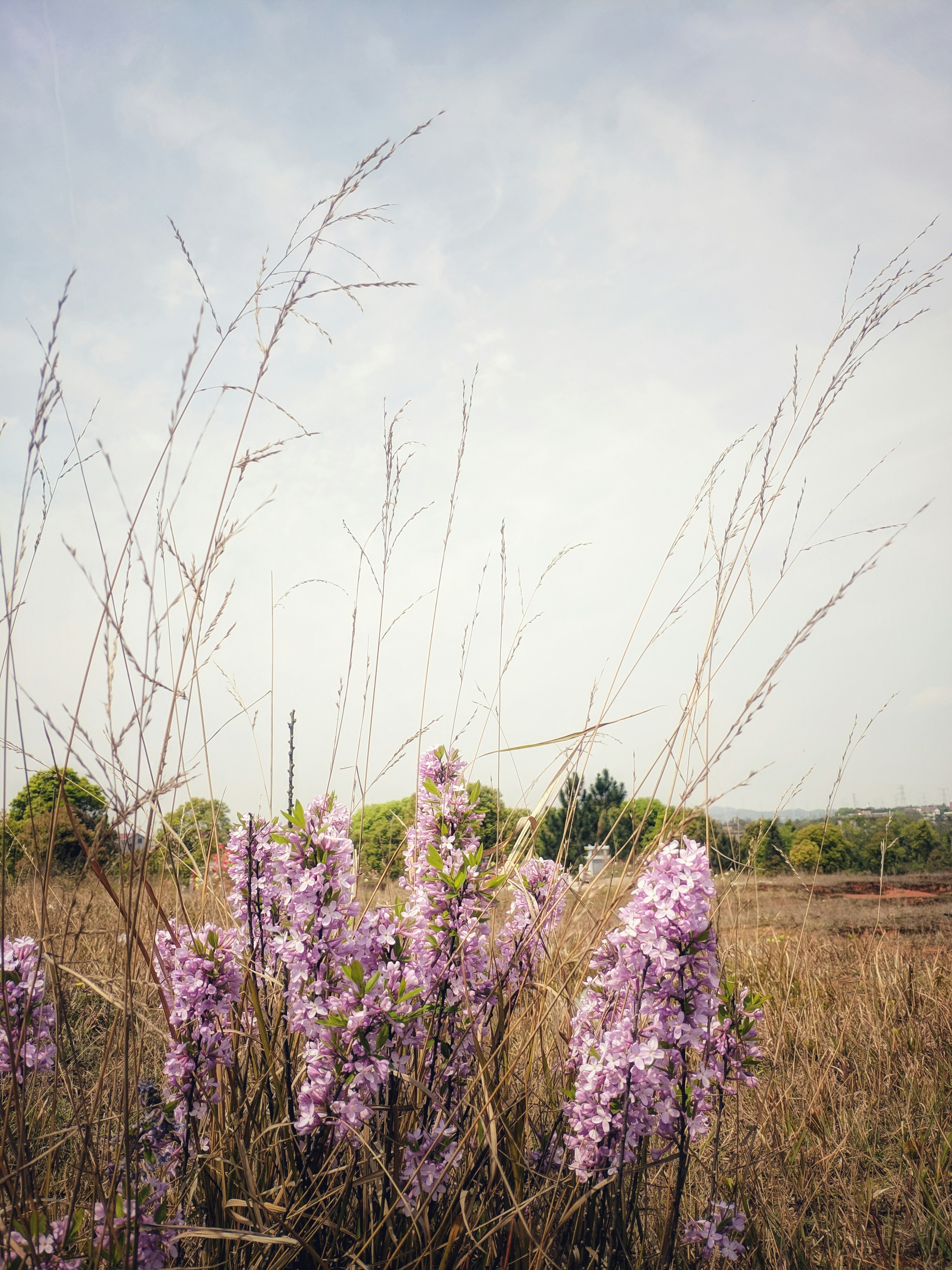Foto zum Thema Lila Blumenfeld unter weißem Himmel tagsüber