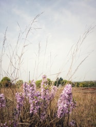 purple flower field under white sky during daytime