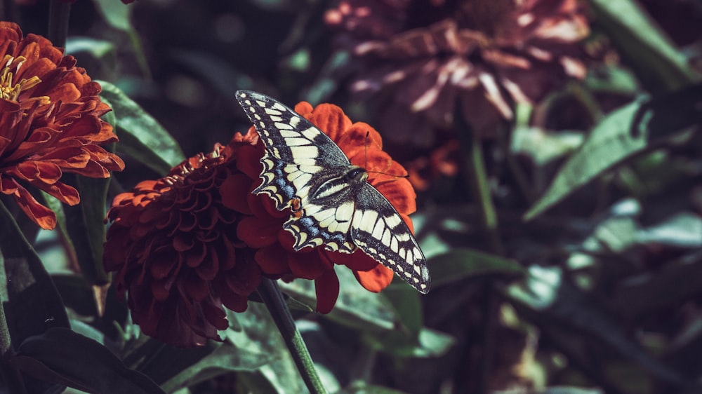 black and white butterfly on orange flower