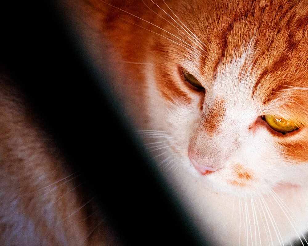 orange and white tabby cat