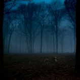 A dark, misty forest with twisted trees and shadows.