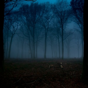 A misty forest at night with eerie shadows lurking between the trees.