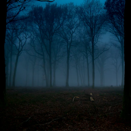 A dark, eerie forest scene from a horror video game with mist and shadowy figures.