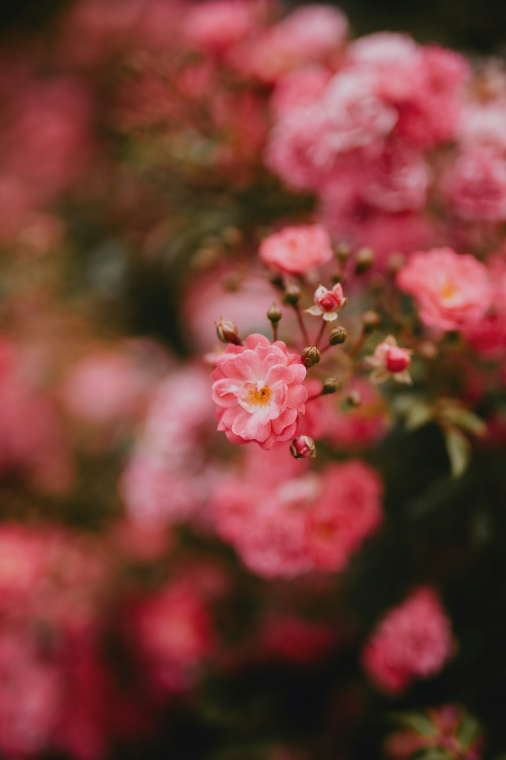 pink flowers in tilt shift lens