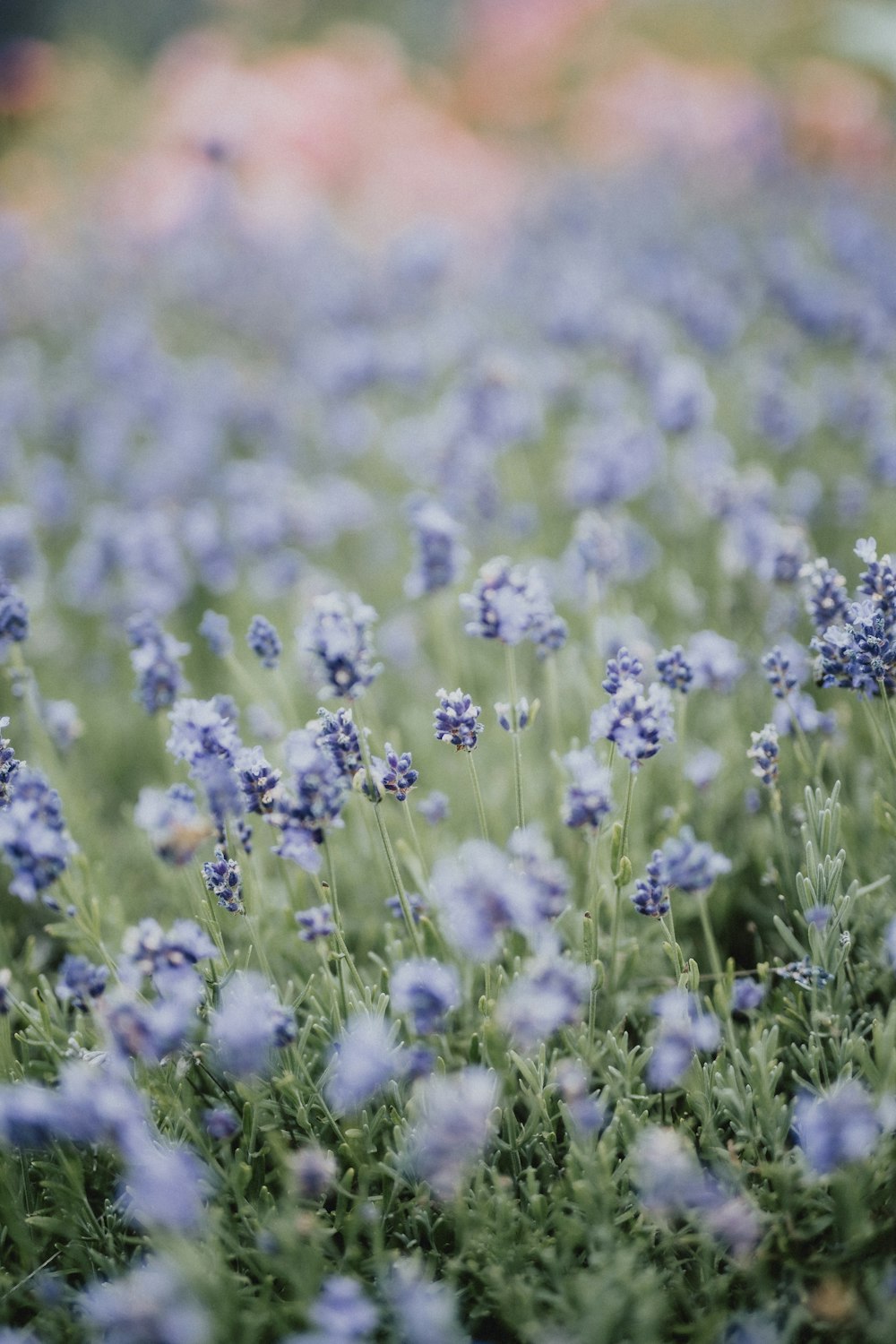 purple flower field during daytime