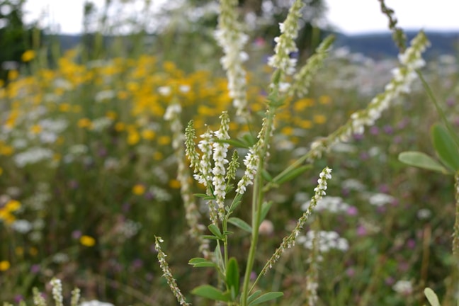 A close-up of wildflowers blooming in a sunny meadow with a blurred forest background