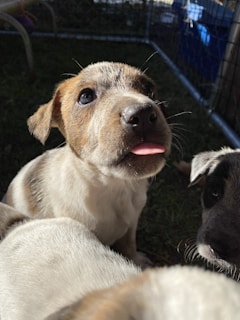 A close-up of a puppy with a brown and white coat, looking upwards with its tongue slightly out. It appears to be in a grassy area, possibly inside a pen, with sunlight casting shadows across its face. There are other puppies partially visible around it.