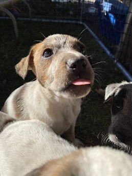 A close-up of a puppy with a brown and white coat, looking upwards with its tongue slightly out. It appears to be in a grassy area, possibly inside a pen, with sunlight casting shadows across its face. There are other puppies partially visible around it.