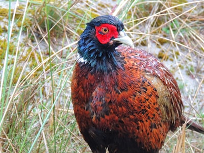 red black and brown bird on brown grass