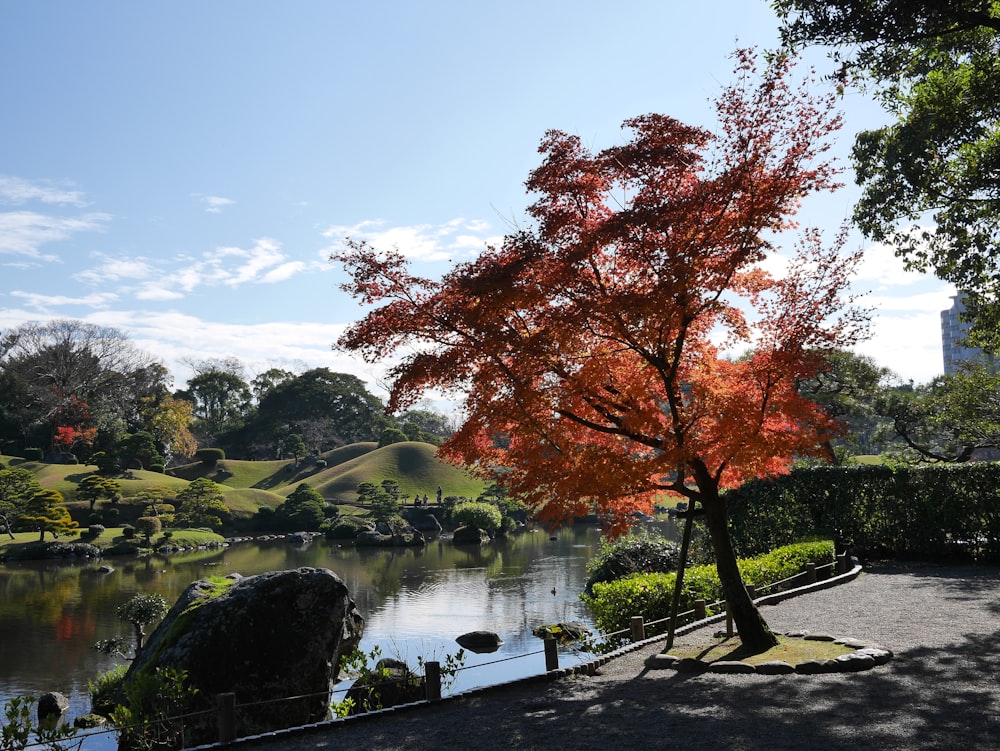 albero a foglia rossa vicino al fiume durante il giorno
