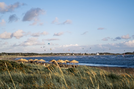 flock of birds flying over the sea during daytime in Varberg Sweden