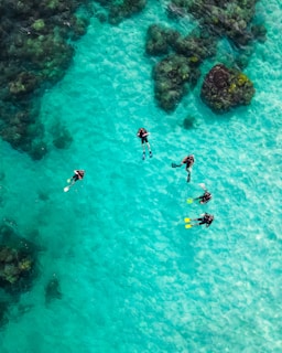 A group of travelers snorkeling in the crystal-clear waters of Maragogi's natural pools.