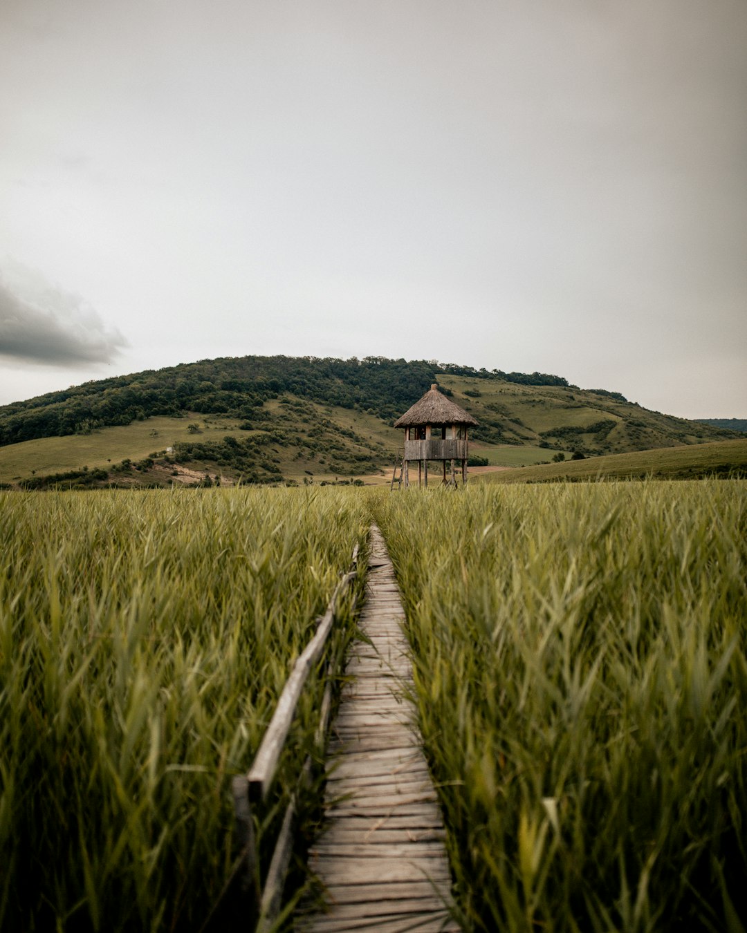 travelers stories about Plain in Sic, Romania