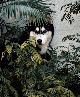 black and white siberian husky puppy on green leaves