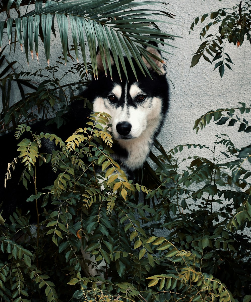 black and white siberian husky puppy on green leaves