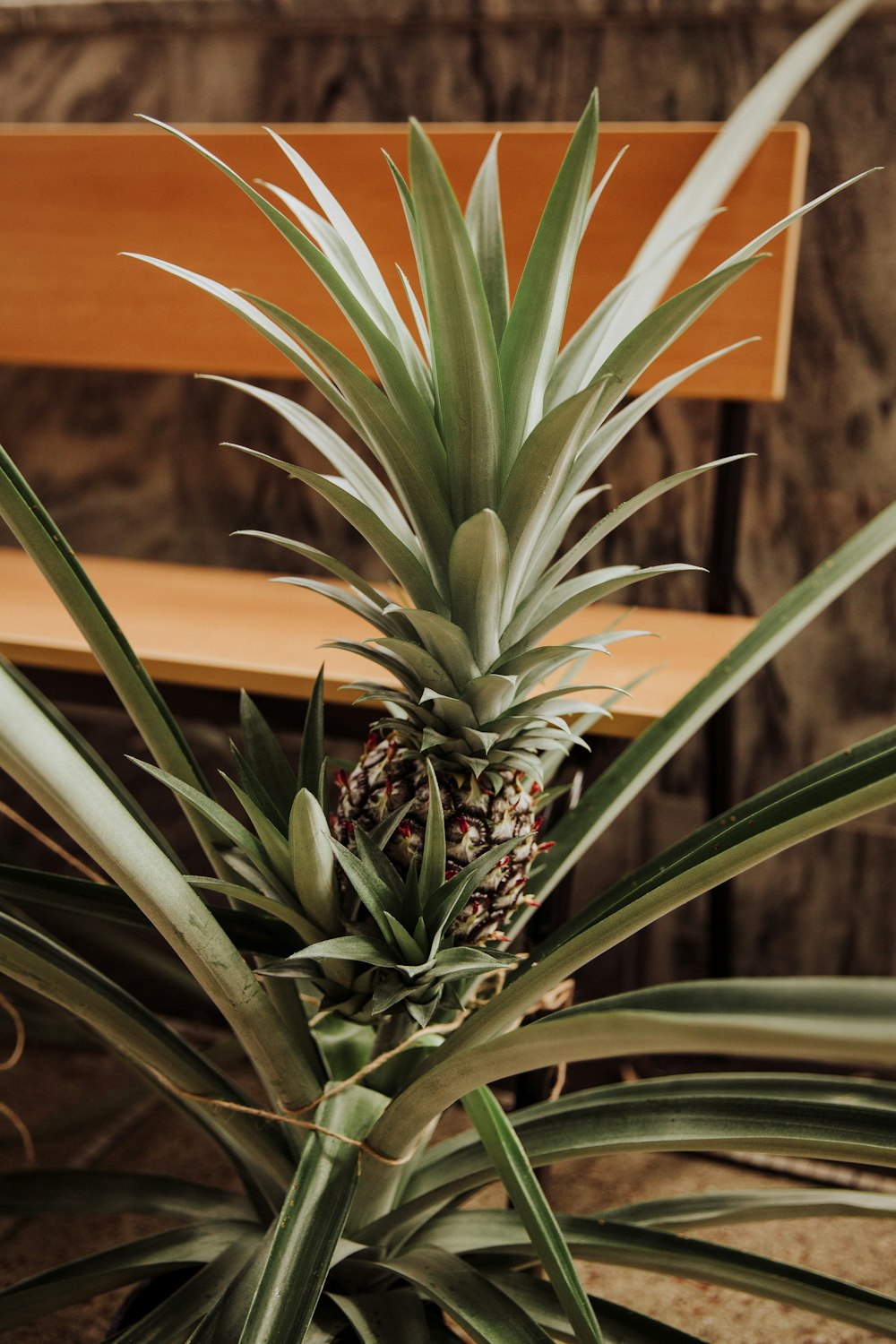 green and brown pineapple plant