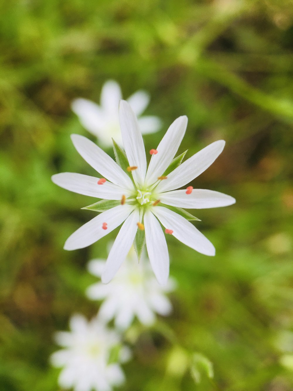 white flower with green leaves