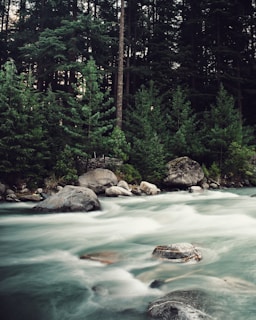 green water and green trees during daytime