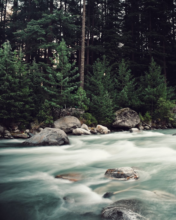 green water and green trees during daytime