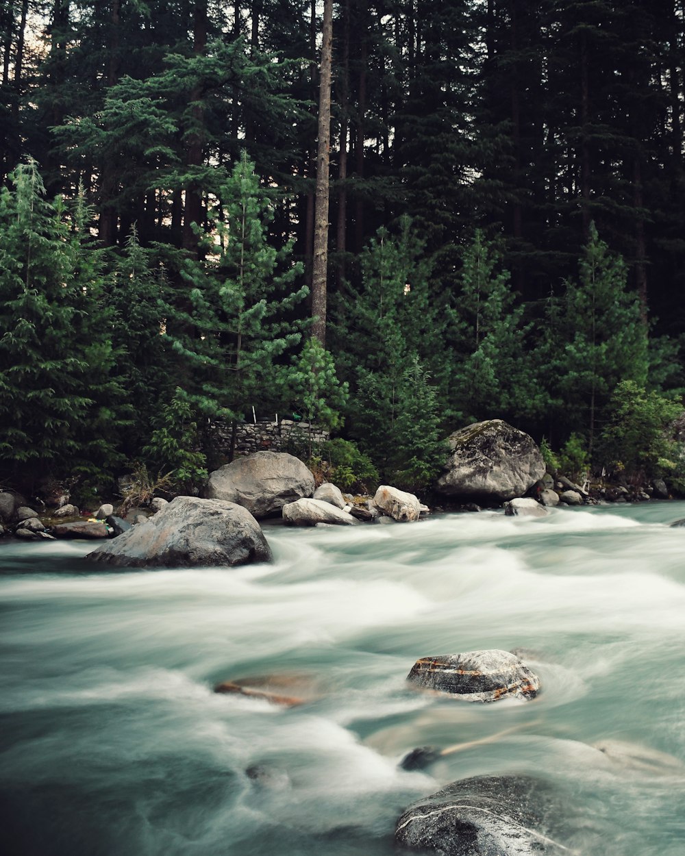 green water and green trees during daytime