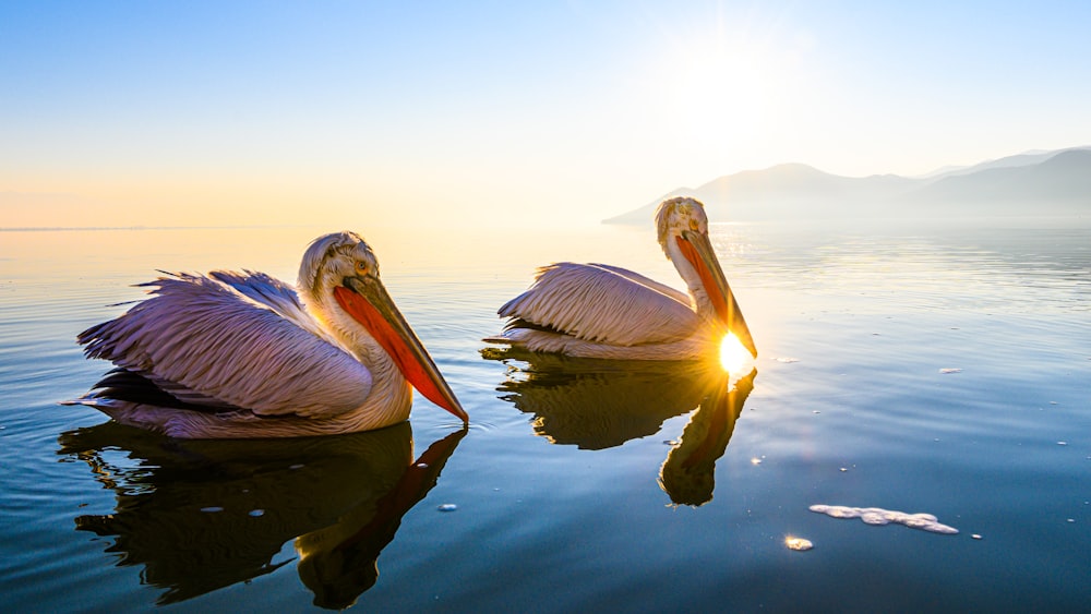 pelican on water during daytime