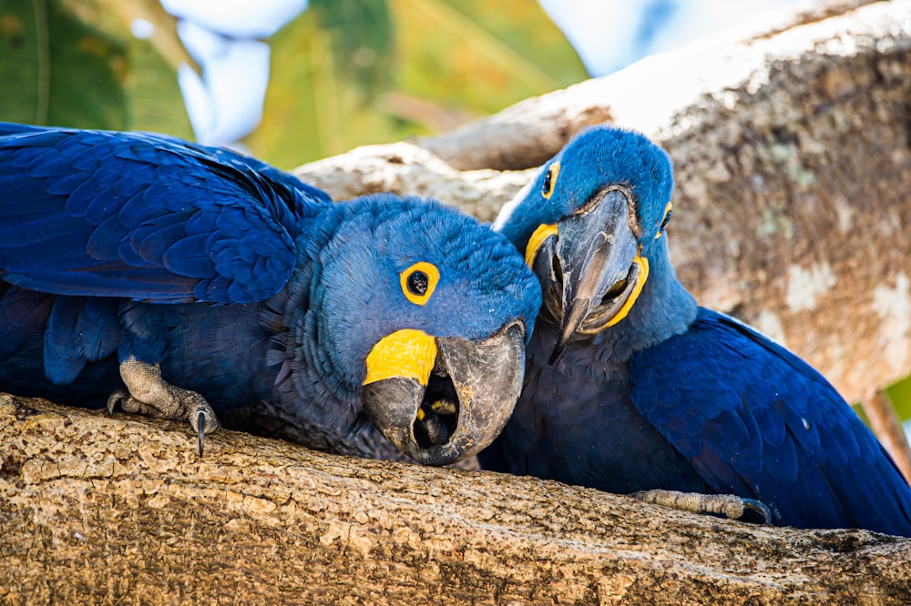 arara azul e amarela no galho marrom da árvore