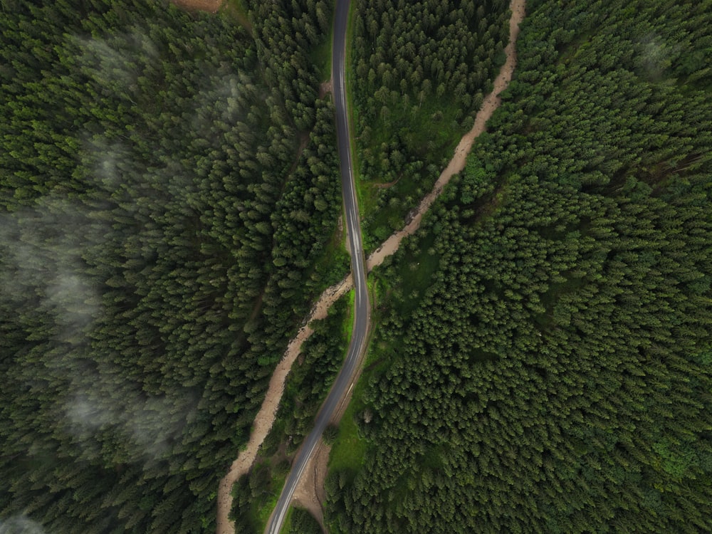 aerial view of green trees and road