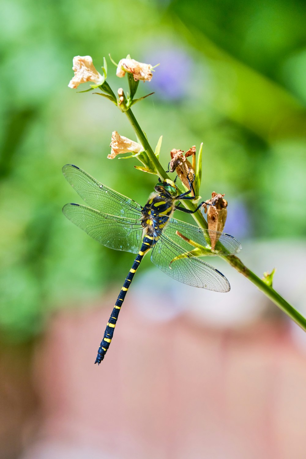 blue and black dragonfly perched on white flower in close up photography during daytime