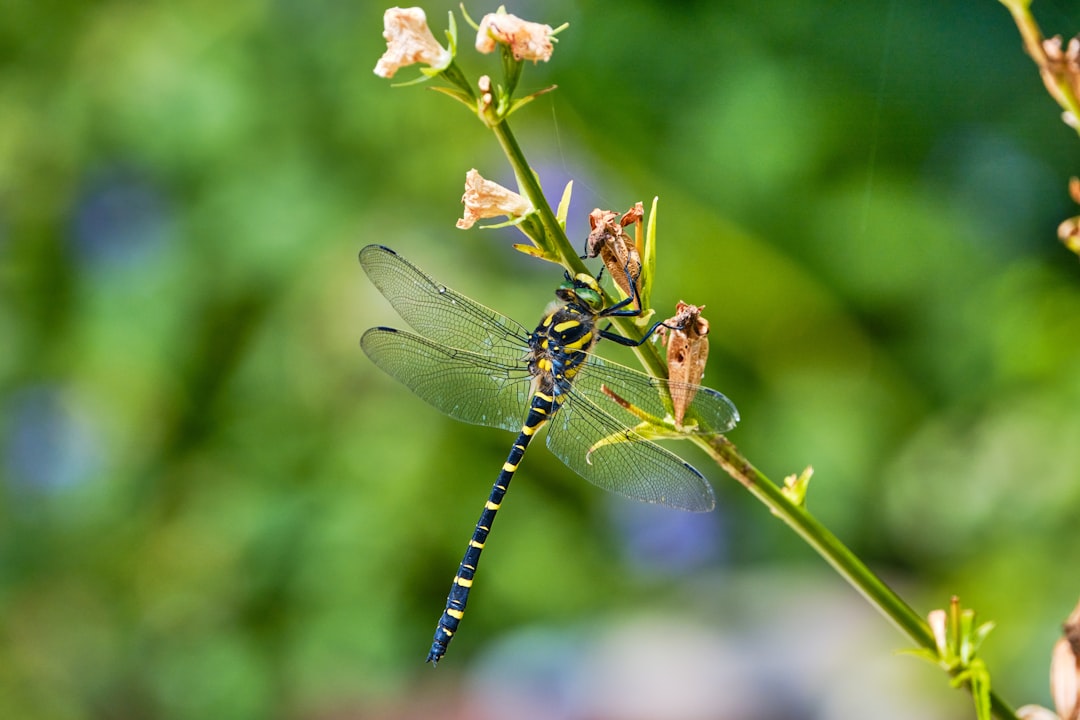 blue and black dragonfly perched on white flower in close up photography during daytime