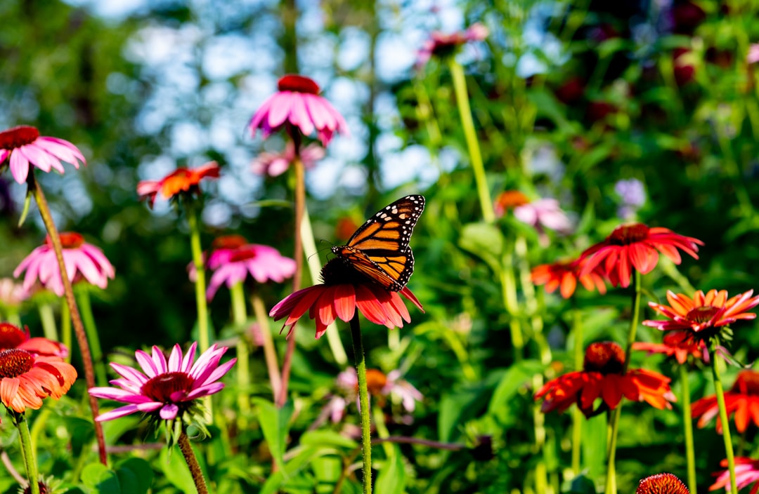 monarch butterfly perched on pink flower in close up photography during daytime