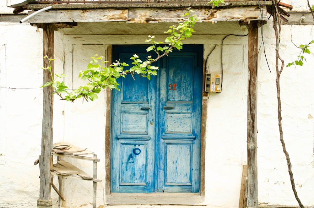 blue wooden door with green plant