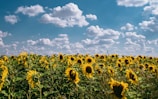 Close-up of bright yellow sunflowers swaying gently in the Maremma countryside breeze.
