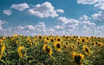 A field of tall sunflowers swaying gently in a summer breeze.
