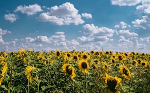 Close-up of bright yellow sunflowers swaying gently in the Maremma countryside breeze.