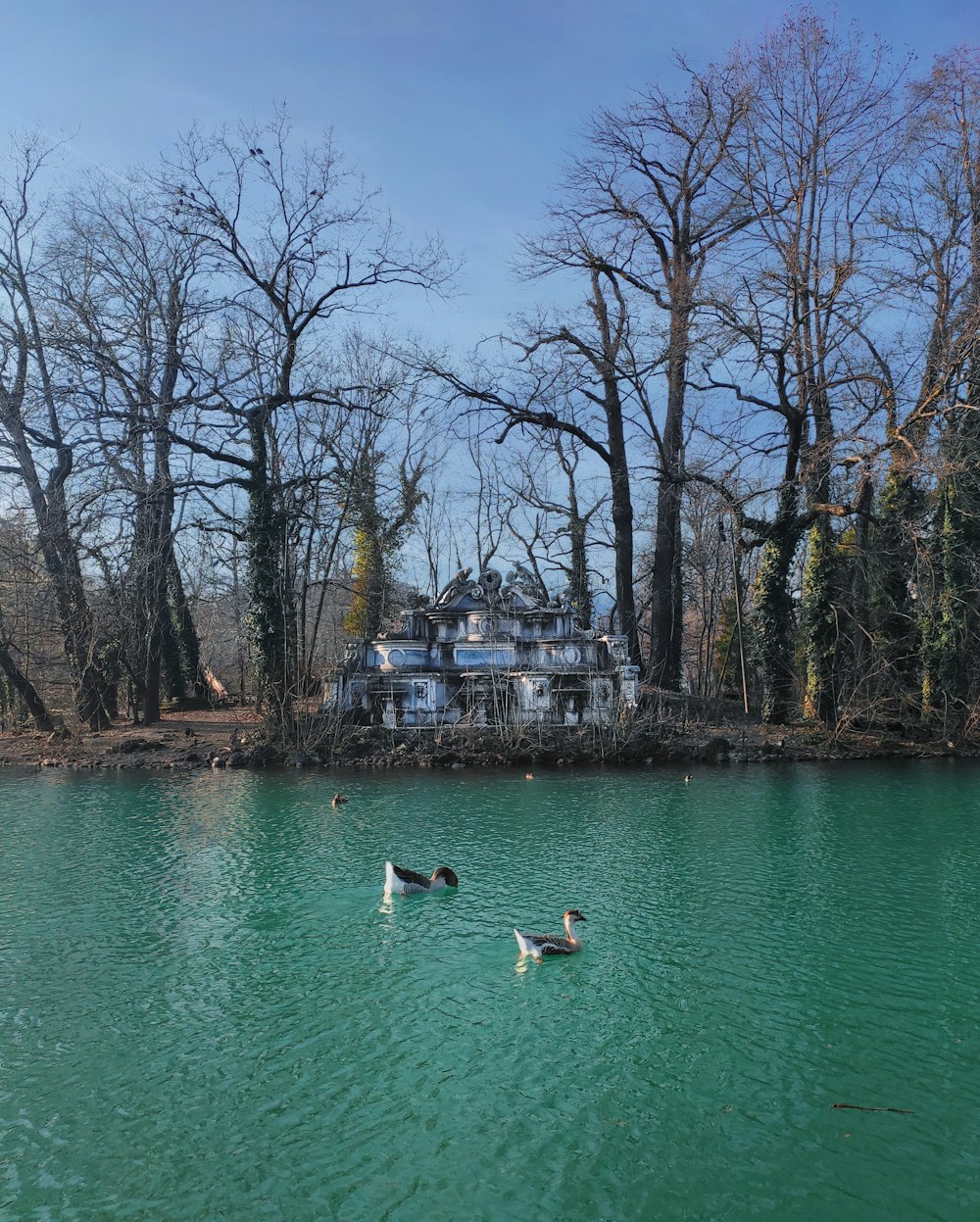 Cisne blanco en el lago durante el día
