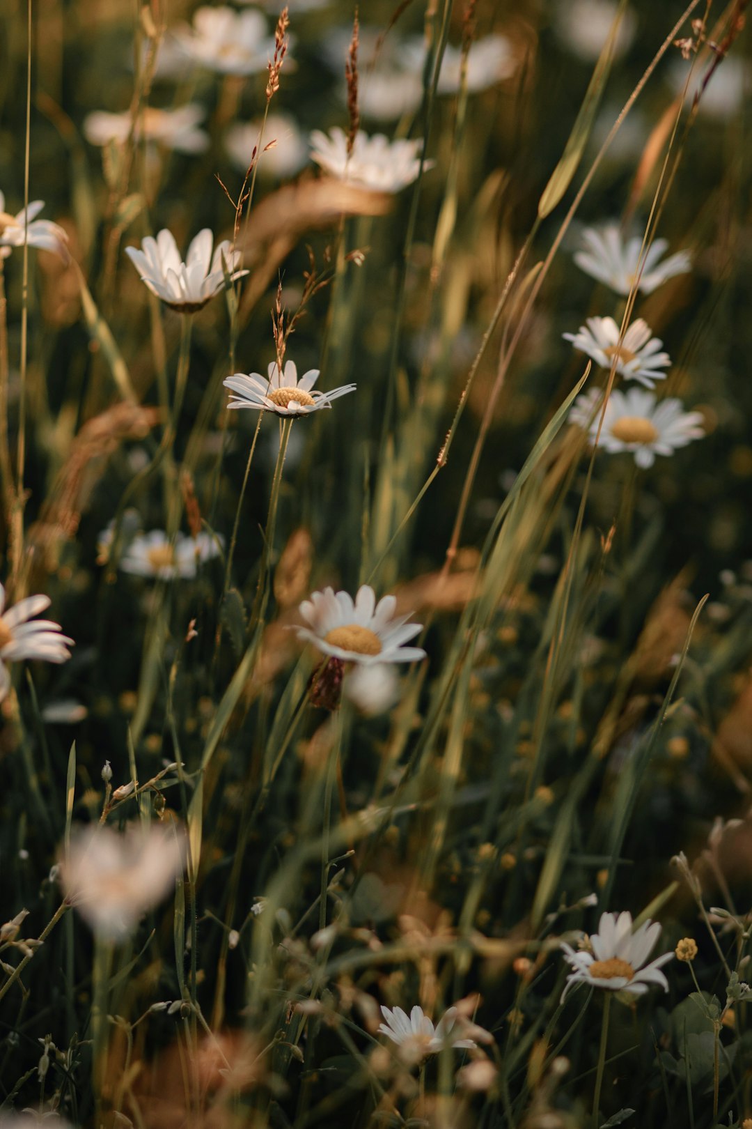 white daisy flowers in bloom during daytime