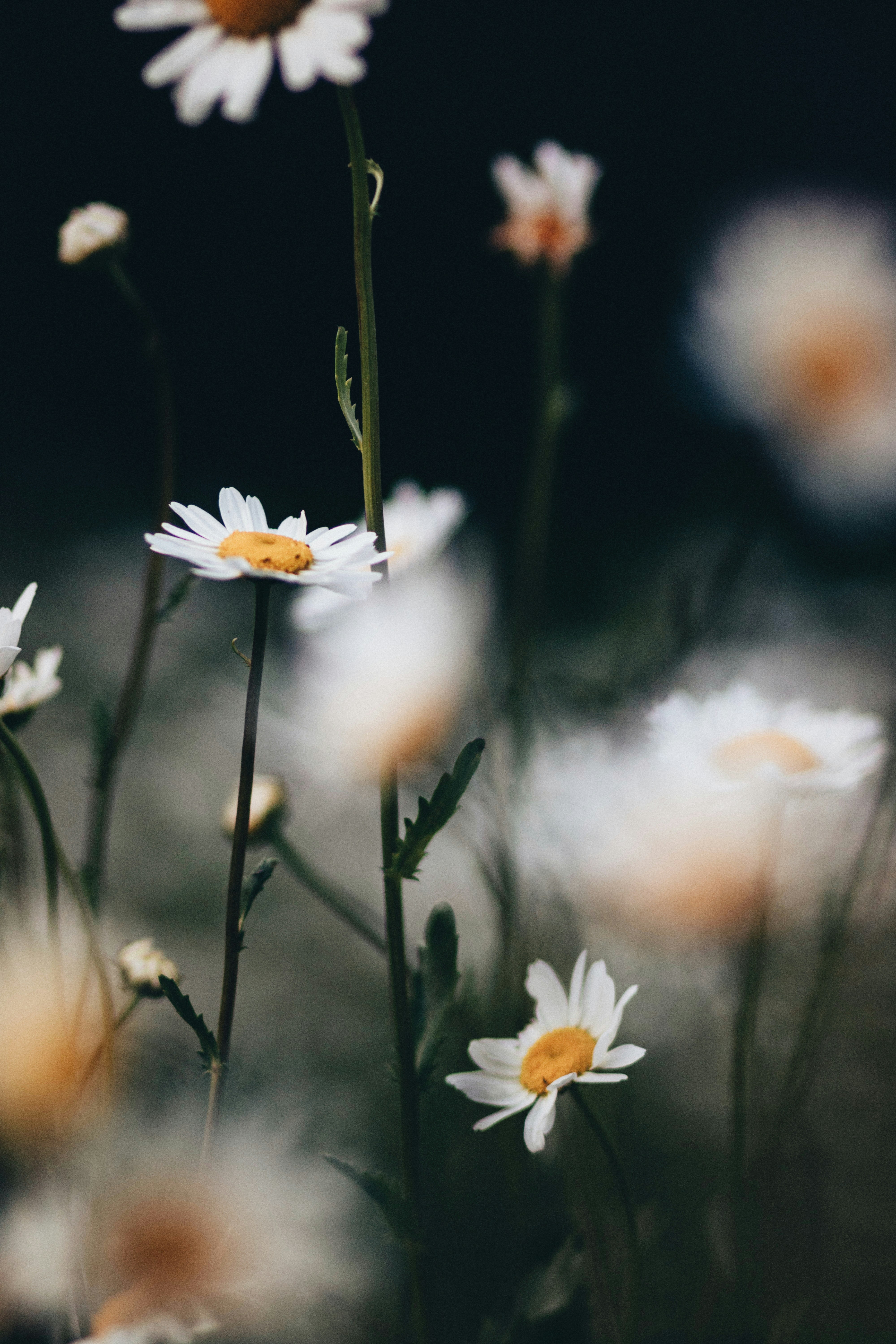 Photo by nina_mercado