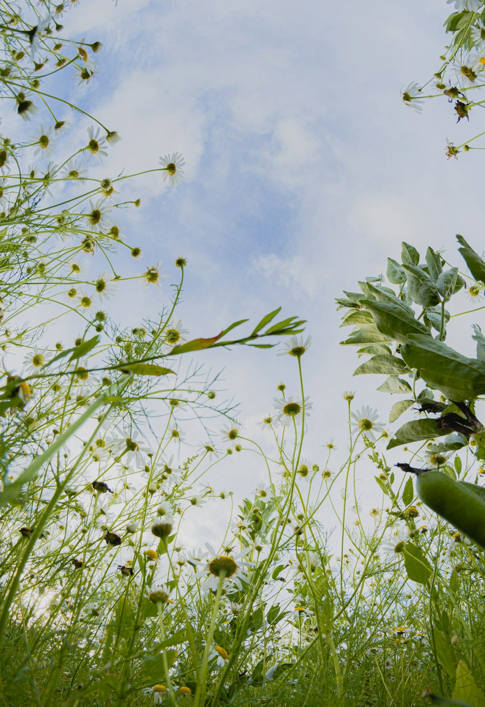 green leaves under white clouds during daytime