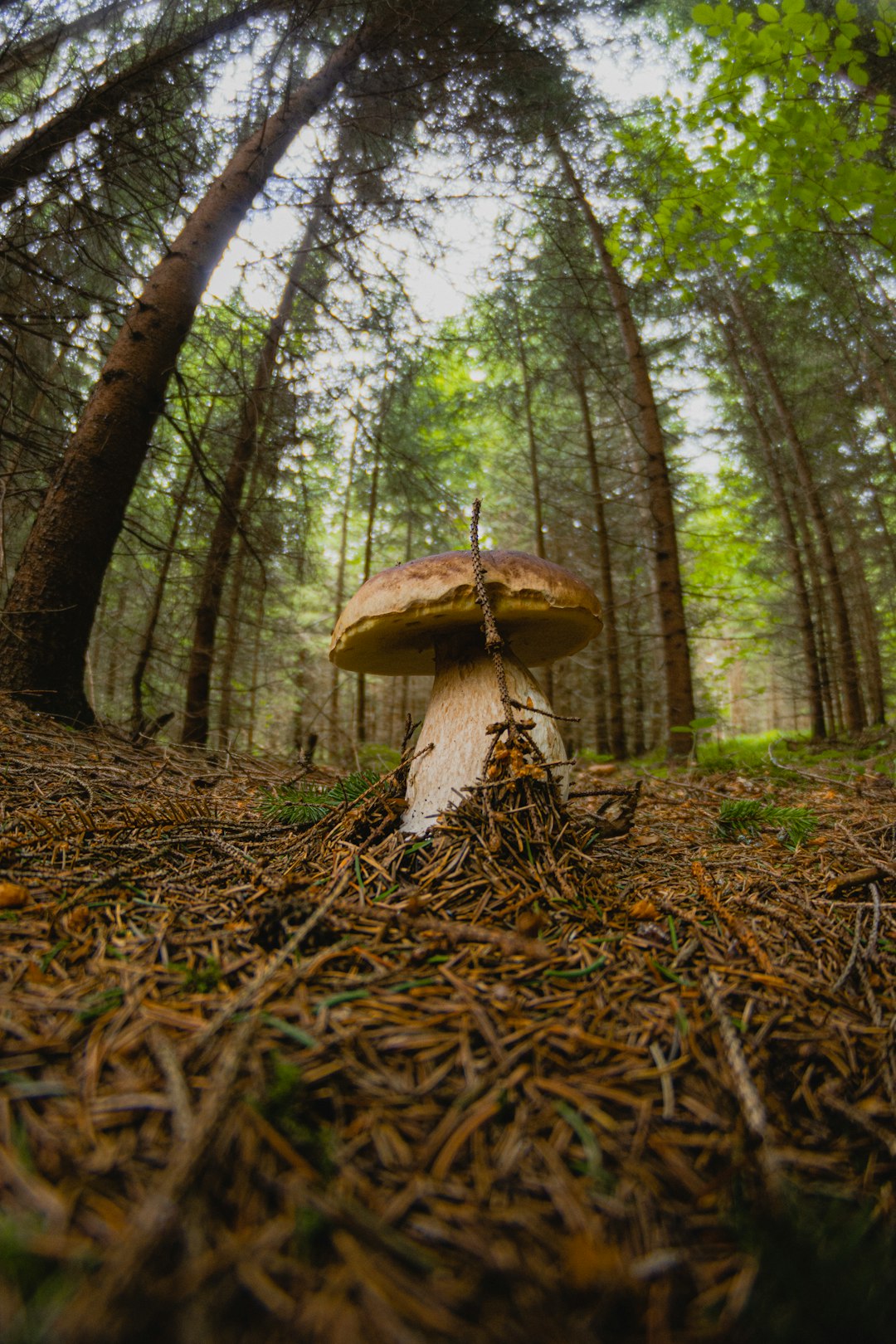 brown mushroom in the middle of the forest