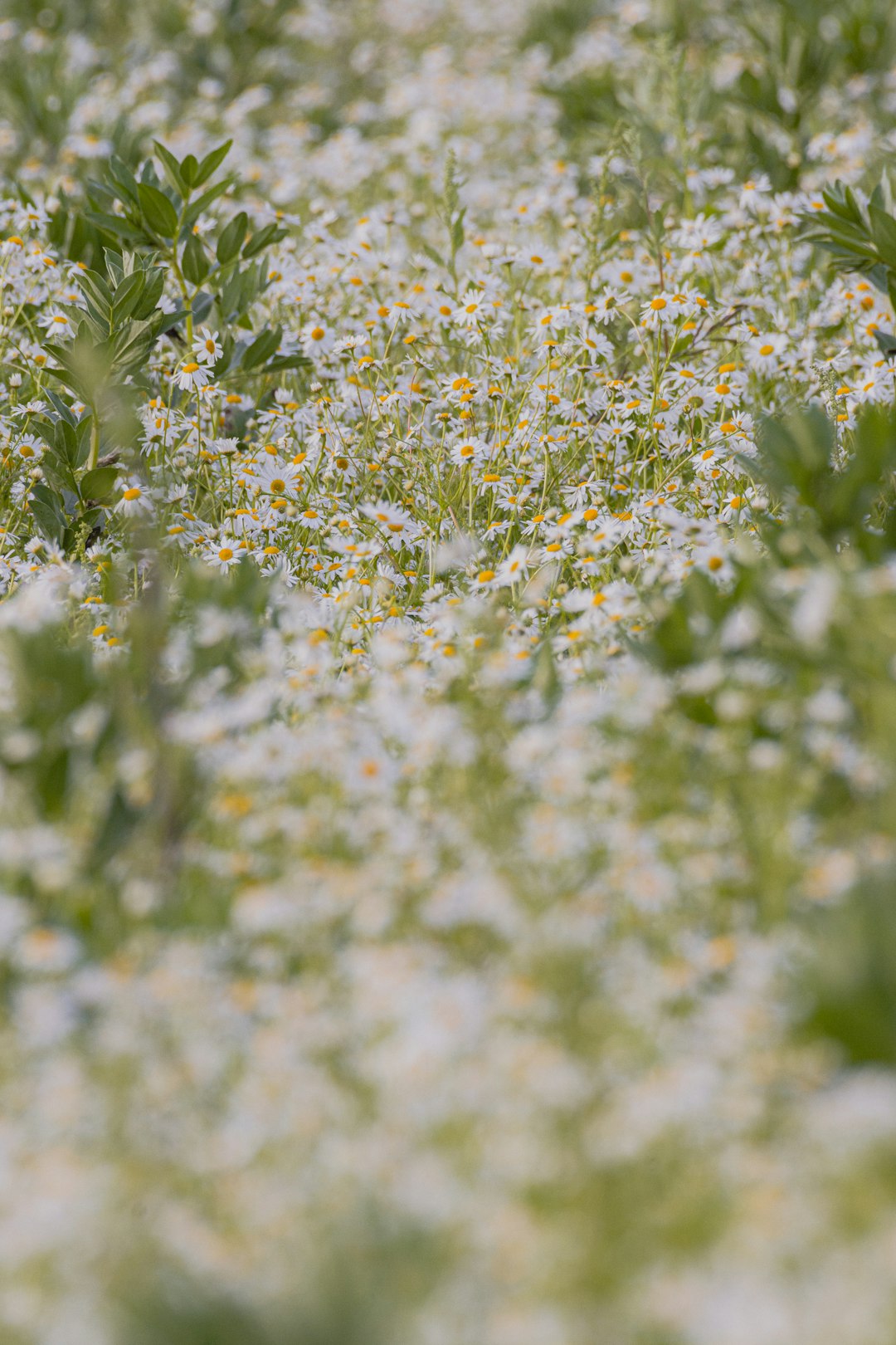 yellow flowers with green leaves