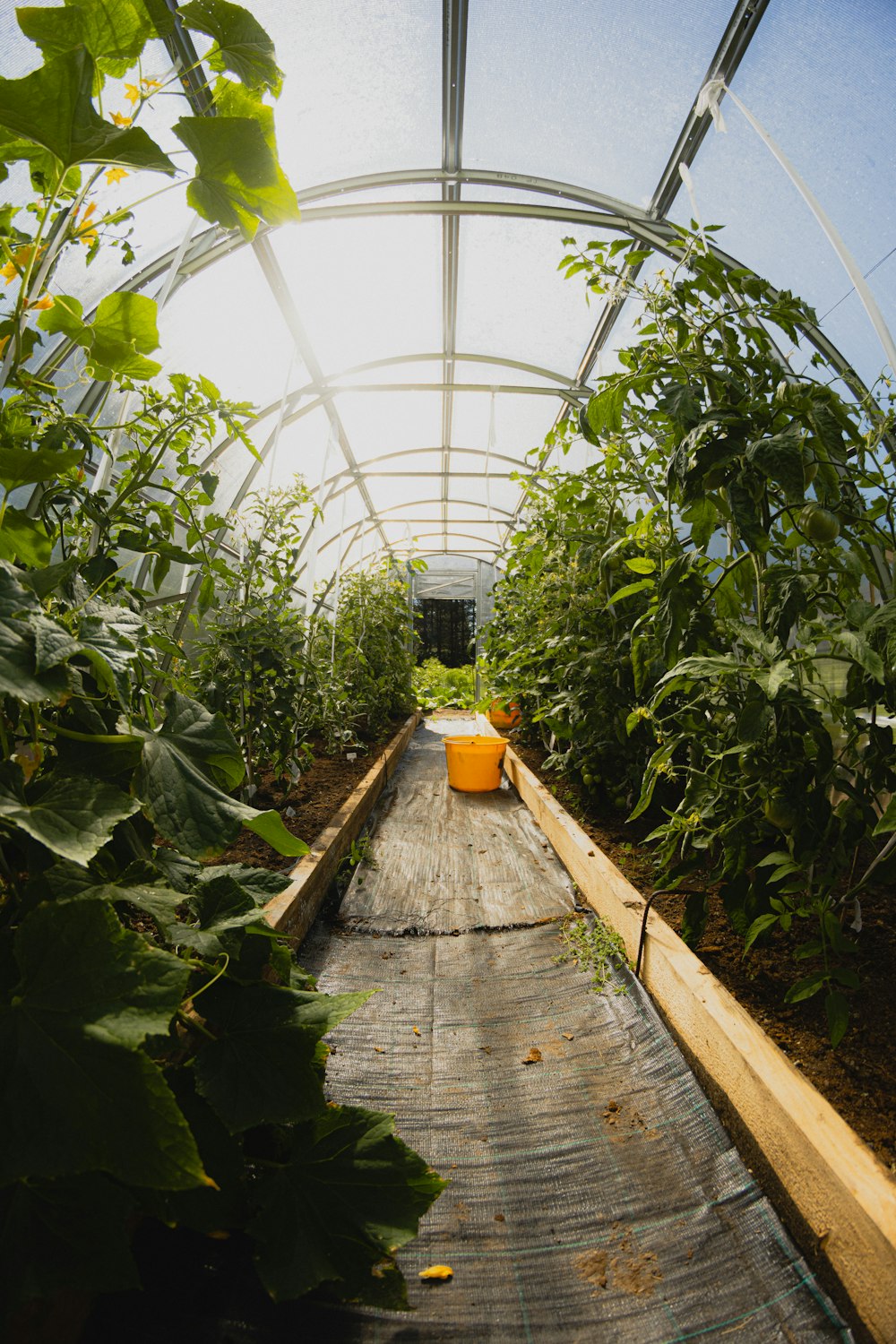 a greenhouse filled with lots of green plants